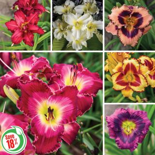 Reblooming Daylily Collection Thumbnail